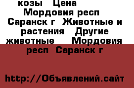 2 козы › Цена ­ 2 000 - Мордовия респ., Саранск г. Животные и растения » Другие животные   . Мордовия респ.,Саранск г.